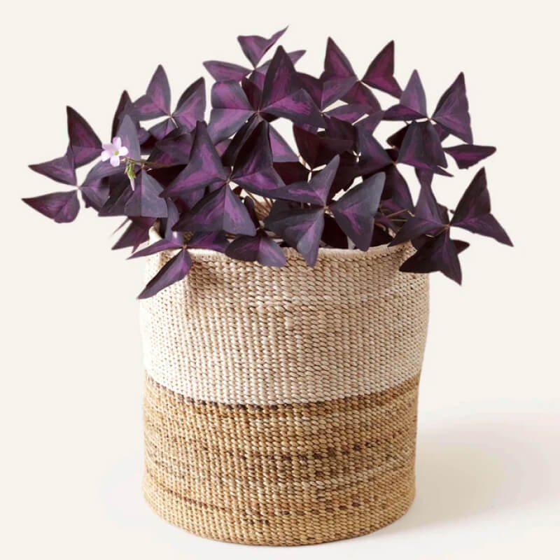 Cupcake Paper Seashell Art - Image 7